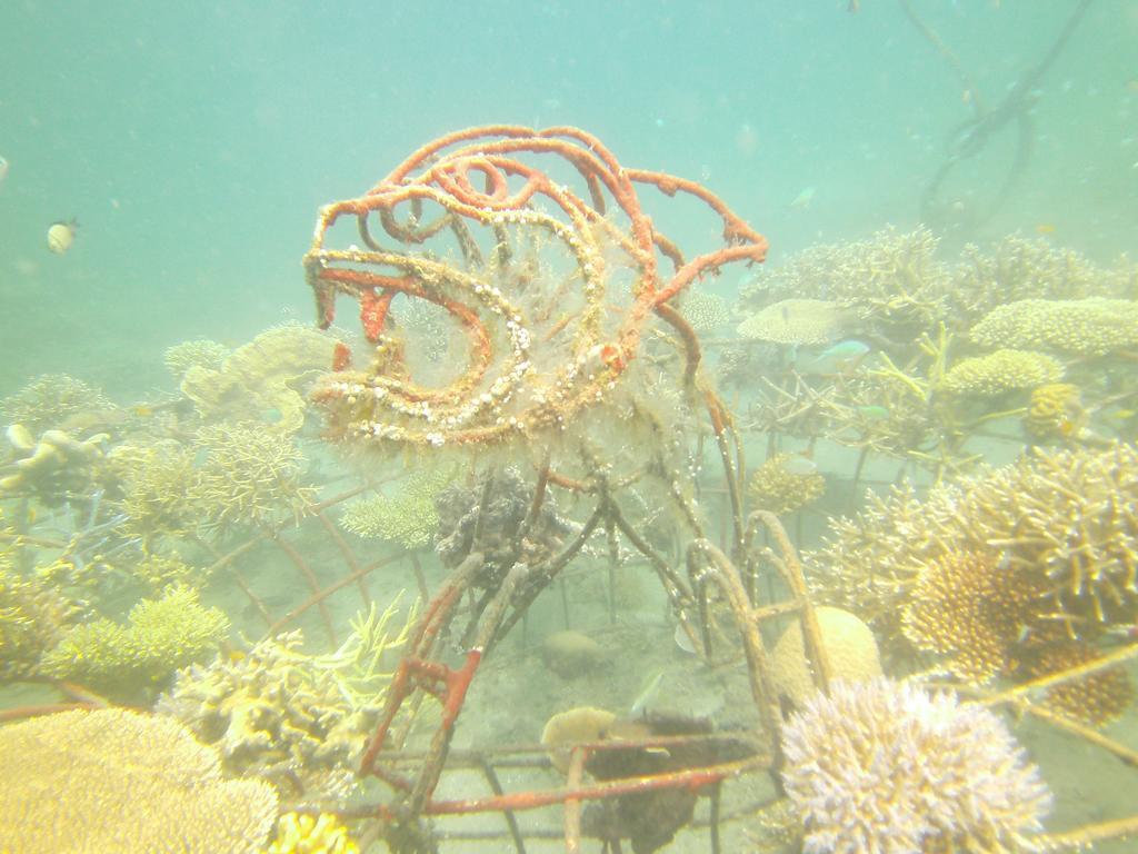 Biorock Homestay & Dive Center Pemuteran Kültér fotó