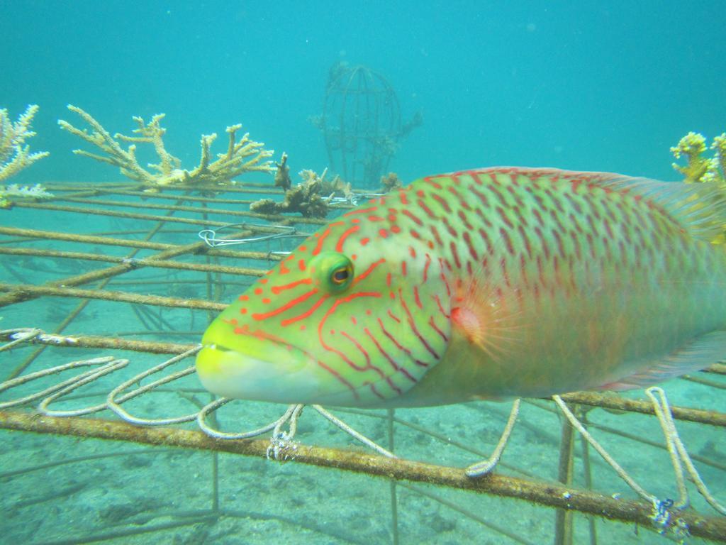 Biorock Homestay & Dive Center Pemuteran Kültér fotó