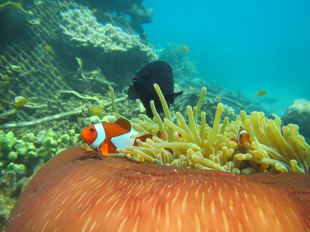 Biorock Homestay & Dive Center Pemuteran Kültér fotó