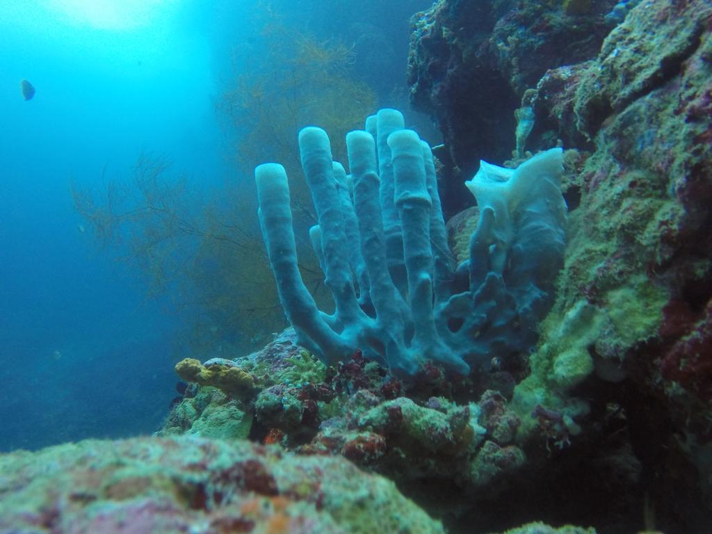 Biorock Homestay & Dive Center Pemuteran Kültér fotó