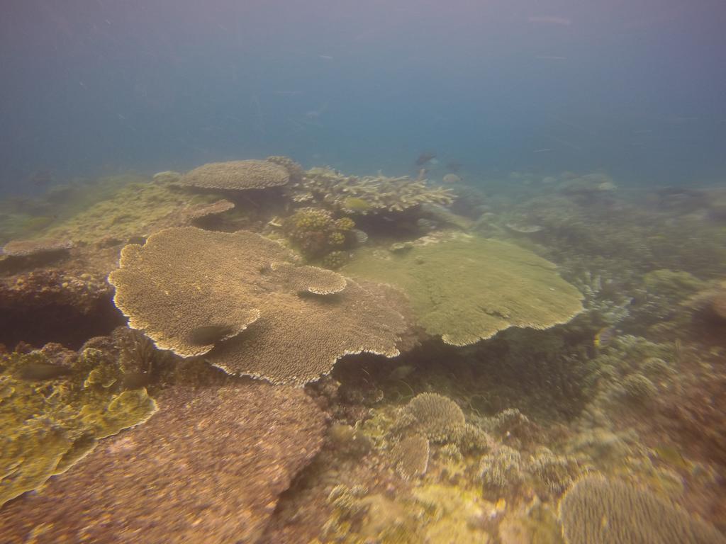 Biorock Homestay & Dive Center Pemuteran Kültér fotó