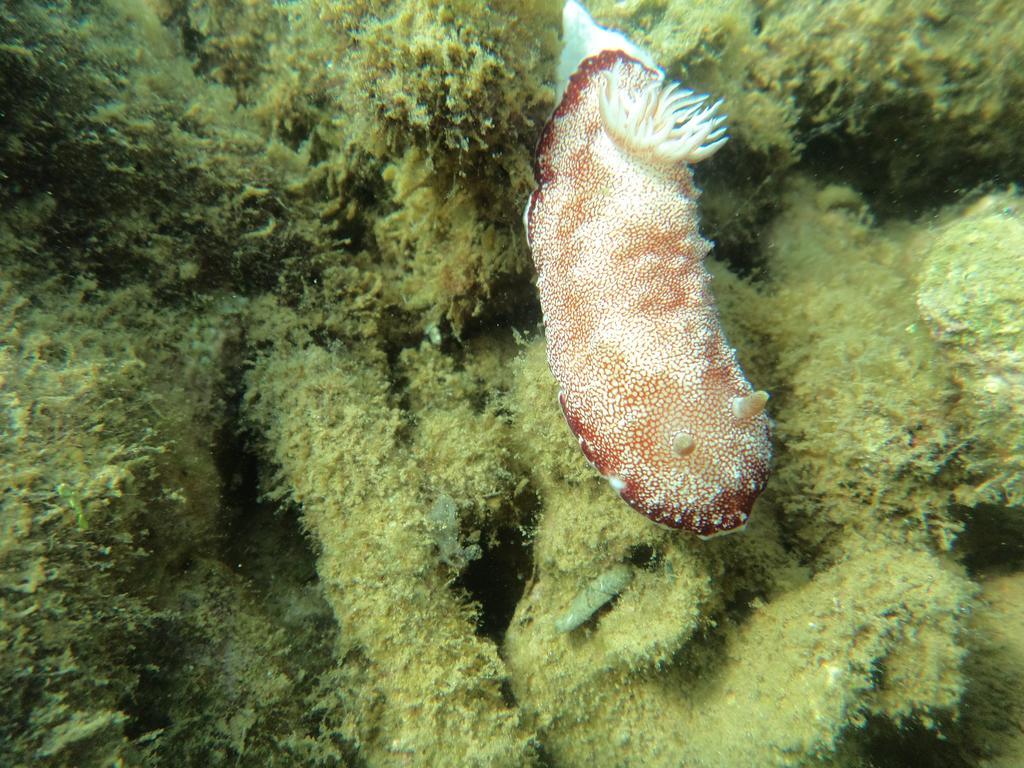 Biorock Homestay & Dive Center Pemuteran Kültér fotó