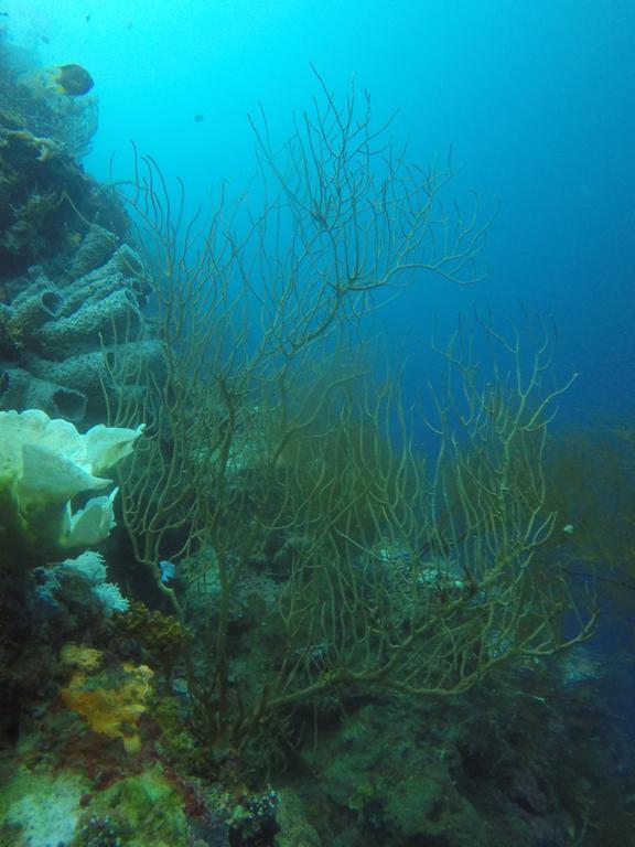 Biorock Homestay & Dive Center Pemuteran Kültér fotó